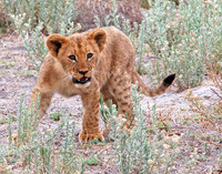 The Young Defender - Okavango Delta, Botswana