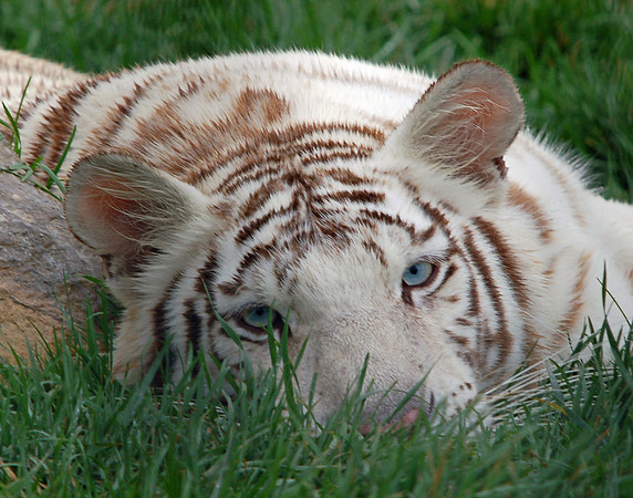 Old Blue Eyes