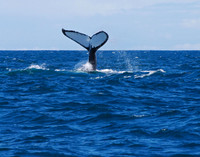 Soundin' - Humpback Whale, Kenai Fjords NP, Alaska