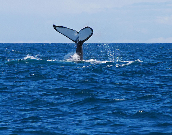 Soundin' - Humpback Whale, Kenai Fjords NP, Alaska