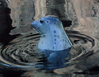 The Shimmering Seal - Seward, Alaska