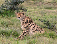 Cheeta Portrait #1- Serengeti Plains, Tanzania