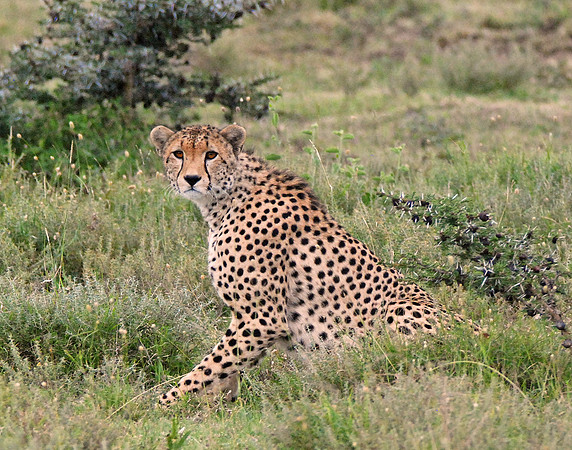 Cheeta Portrait #1- Serengeti Plains, Tanzania