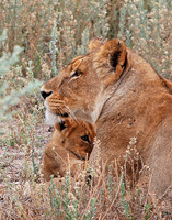 Lioness and Cub #2 - Okavango Delta, Botswana