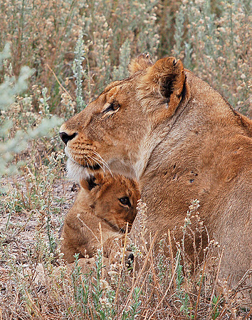 Lioness and Cub #2 - Okavango Delta, Botswana