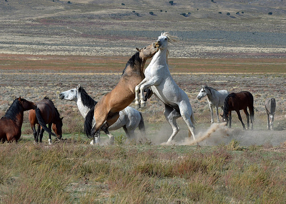 DSC_0164-1