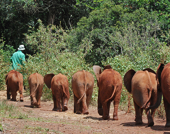 Following the Leader - Shedrick Elephant Orphange, Nairobi, Kenya